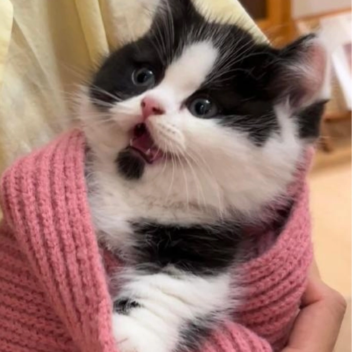 ảnh mèo bất ngờ hài hước 