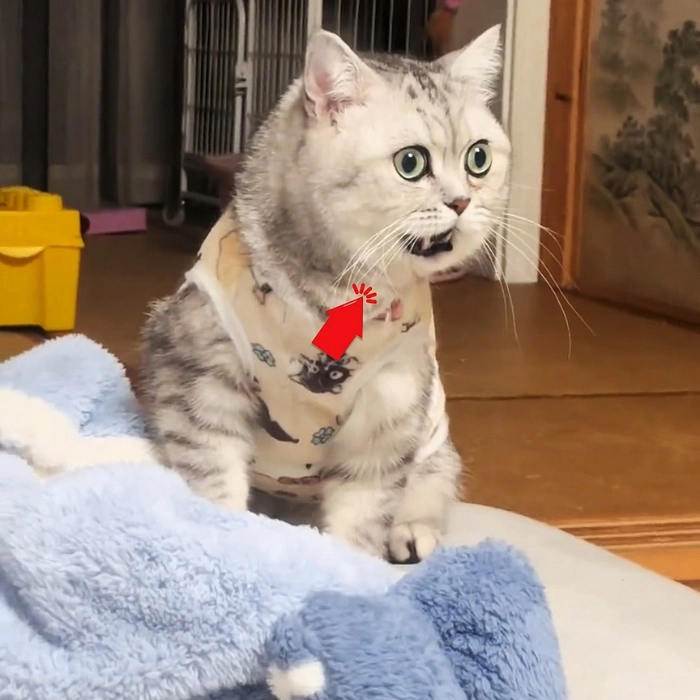 hình ảnh meme mèo bất ngờ 