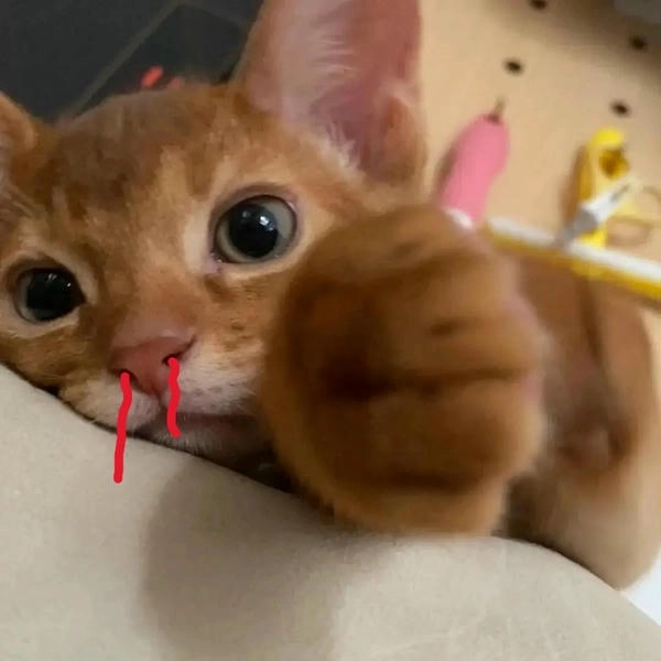 Hình con mèo xịt máu cam meme hài 