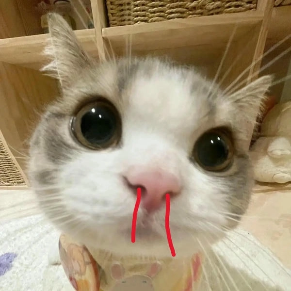 Mèo chảy máu mũi meme hài siêu hot 