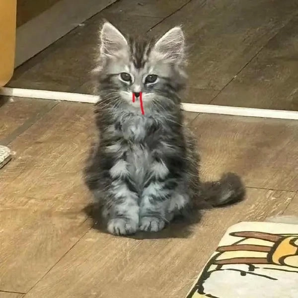 Meme mèo hoạt hình chảy máu cam 