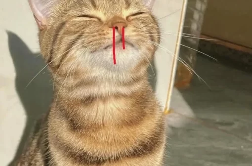 Cười té ghế với 100+ meme mèo chảy máu mũi cực kỳ bá đạo