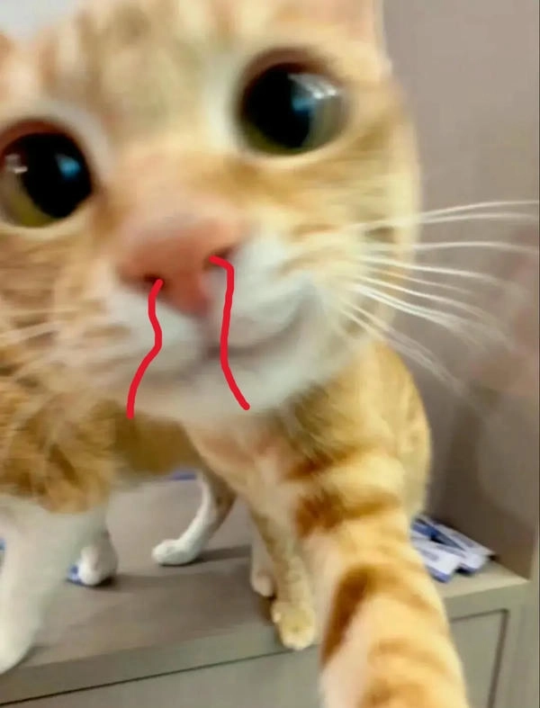 Meme mèo xịt máu mũi lầy lội