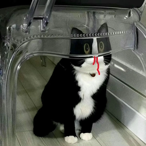 Meme mèo sốc xịt máu cam cực mạnh 