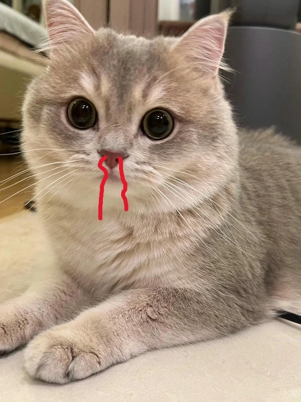 Meme mèo dễ thương bị chảy máu cam 