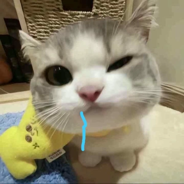 meme mèo dễ thương chảy nước miếng