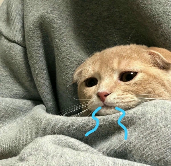 meme mèo chảy nước miếng đáng yêu