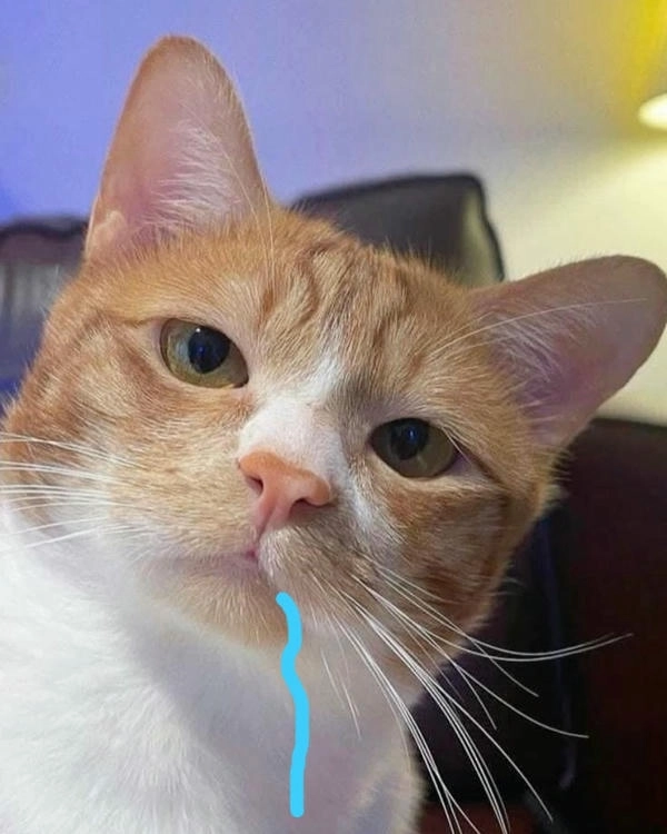 meme hài mèo chảy nước miếng