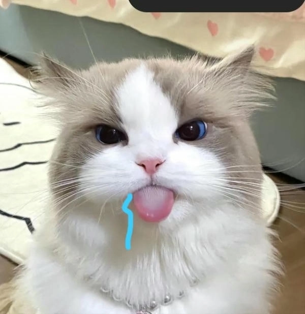 ảnh chế meme mèo chảy nước miếng