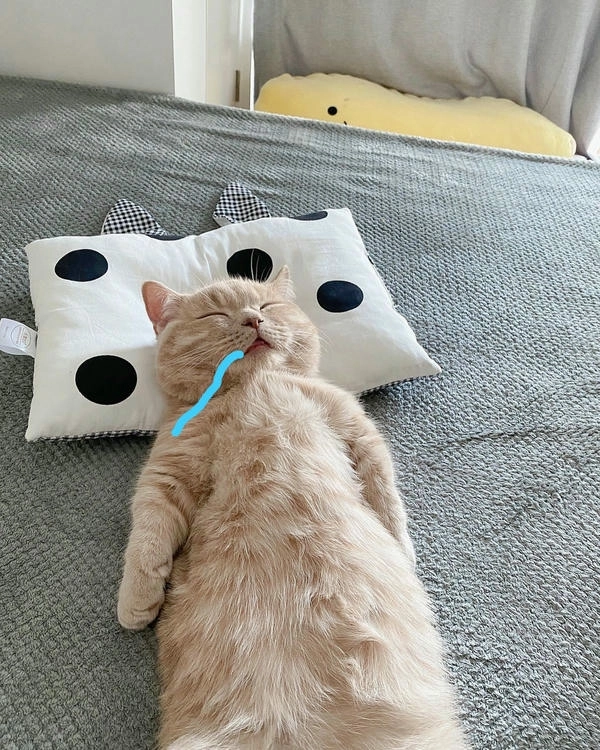 meme mèo cute chảy nước miếng