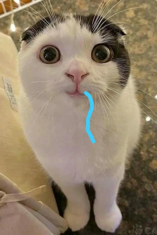 ảnh meme mèo chảy nước miếng dễ thương