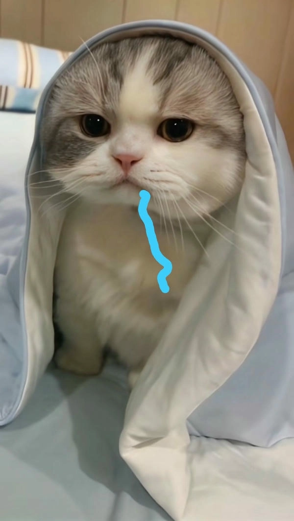ảnh meme hài mèo chảy nước miếng
