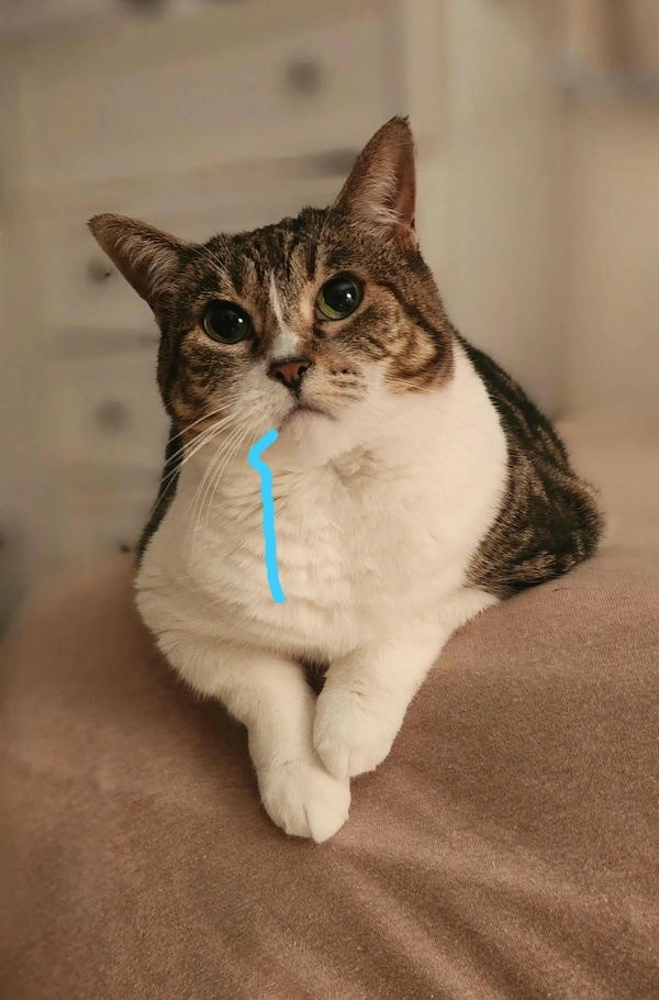 Ảnh meme mèo chảy nước miếng ngộ nghĩnh