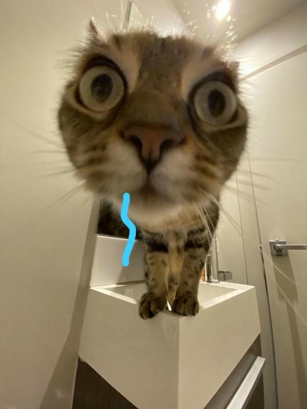 Meme mèo ngủ chảy nước miếng kute