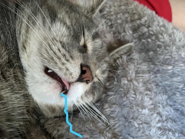 Meme mèo chảy nước miếng siêu hài