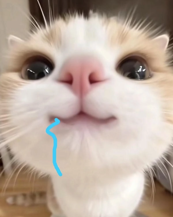 Meme mèo dễ thương chảy nước miếng