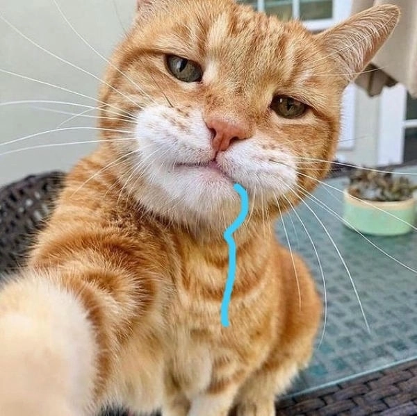 Ảnh chế mèo chảy nước miếng cực lầy