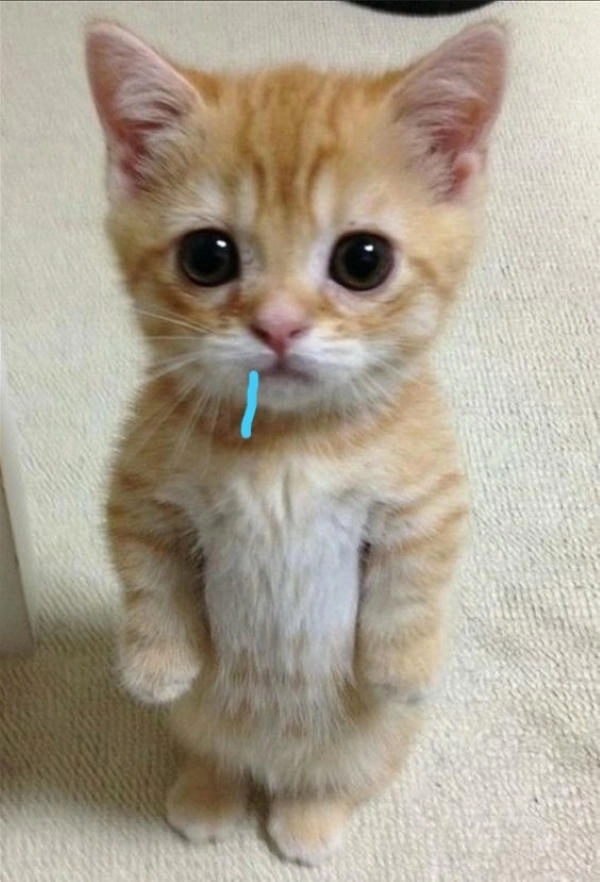 meme chảy nước miếng mèo cute