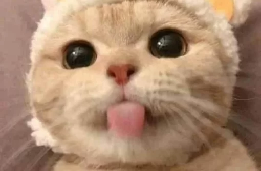 Top 99+ ảnh meme mèo lè lưỡi chiêu ngươi cute hài hước nhất
