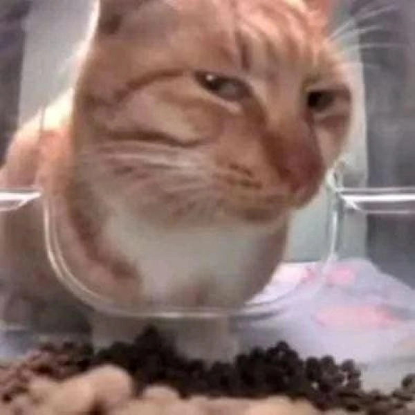 Meme con mèo liếc tinh ranh