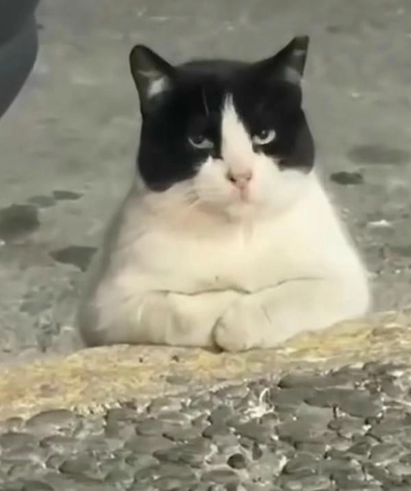 Mèo meme liếc đầy biểu cảm