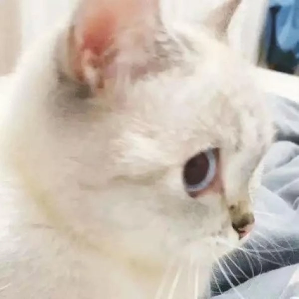 Ảnh chế meme mèo liếc