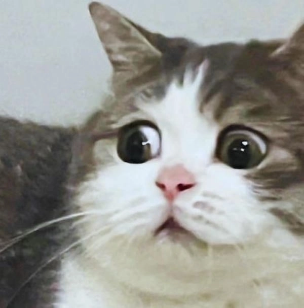Hình ảnh meme mèo liếc bá đạo