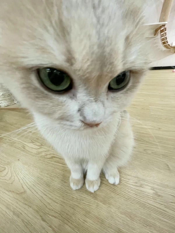 Meme con mèo liếc cực chất