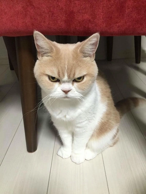 Ảnh chế mèo liếc chất chơi