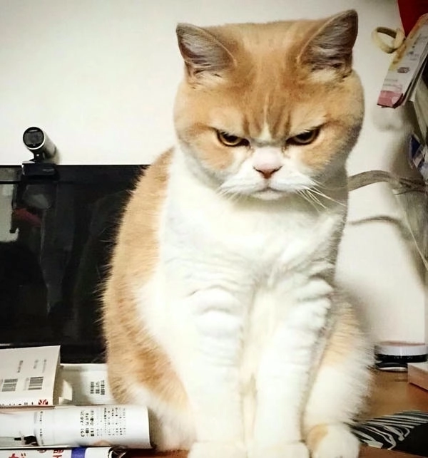 Meme mèo liếc mắt hài hước