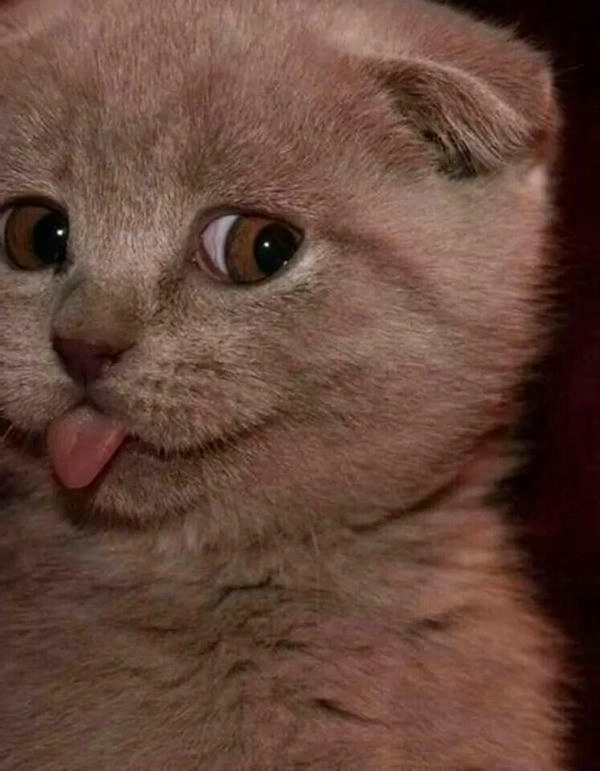 Mèo liếc meme đang hot MXH