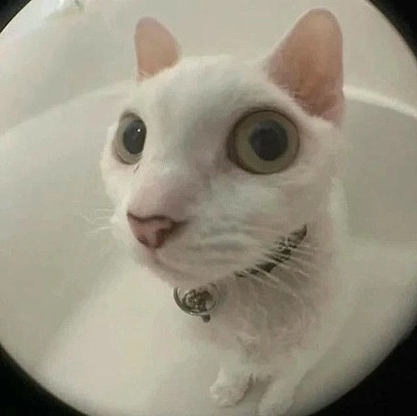 Mèo liếc trong meme gây cười