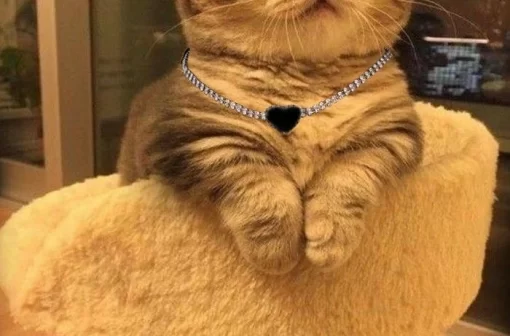 Tải 189+ meme mèo ngầu đeo kính đen chất chơi nhất quả đất