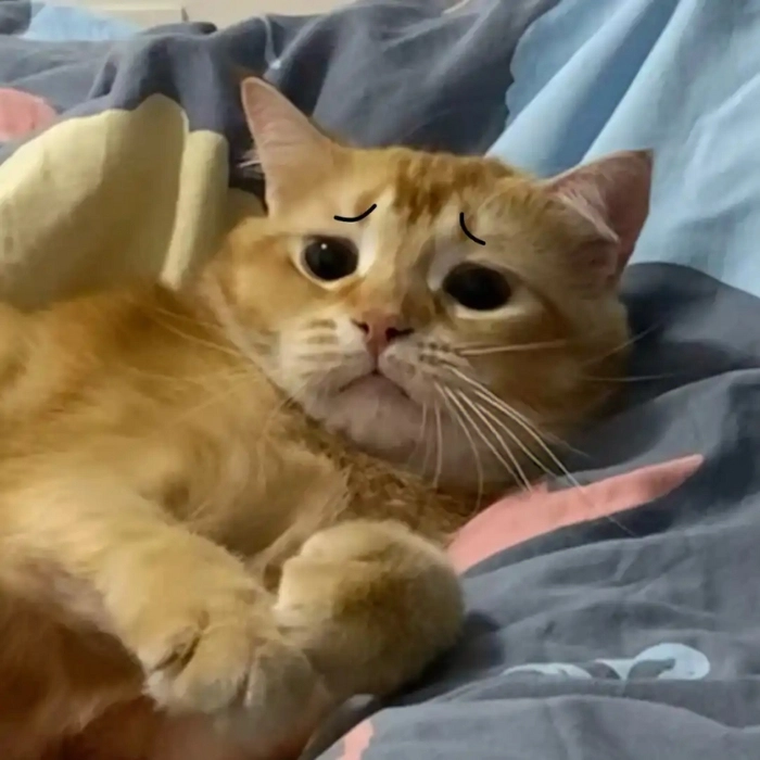 meme mèo biểu cảm nghi ngờ
