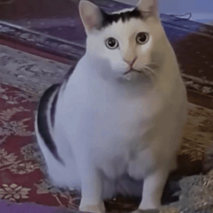 ảnh meme con mèo nghi ngờ