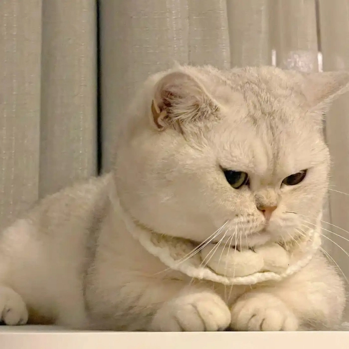 hình ảnh mèo nghi ngờ hài hước