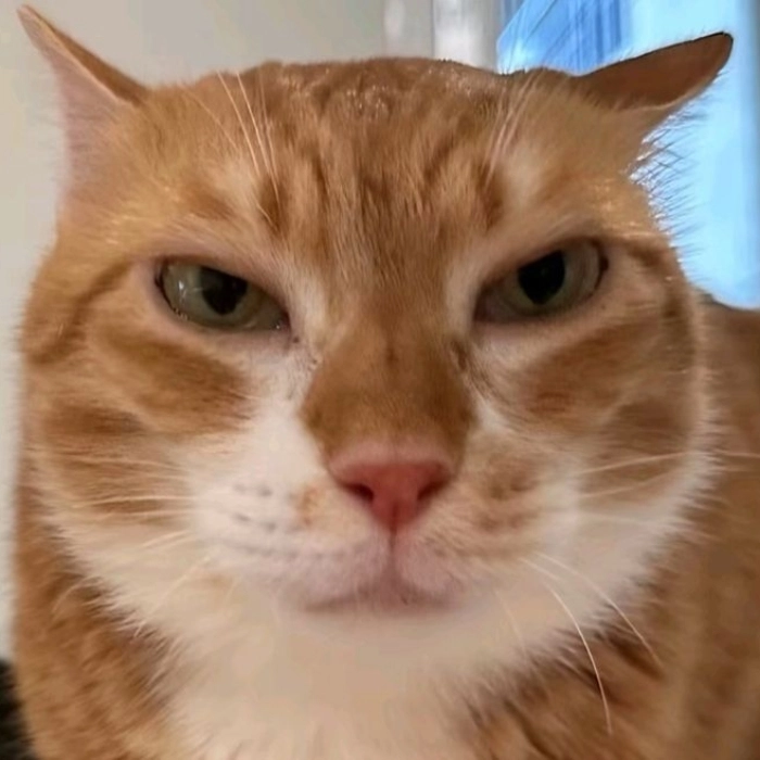 meme mèo nghi ngờ mọi thứ