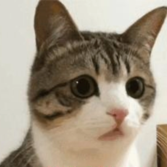 ảnh meme mèo nghi ngờ đời
