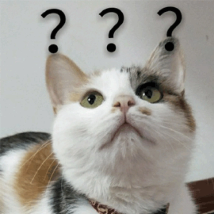 meme con mèo ánh mắt nghi ngờ