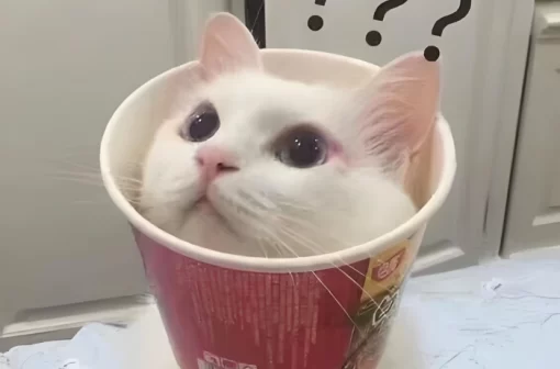 Tổng hợp 99+ meme mèo nghi ngờ nhân sinh hài hước cho Gen Z