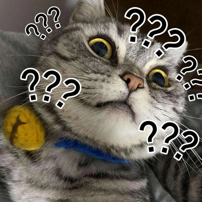 meme hài con mèo nghi ngờ