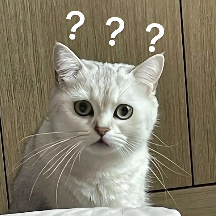 ảnh meme mèo chất nghi ngờ