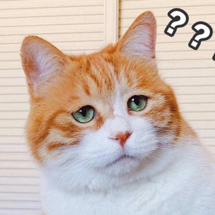 meme con mèo tỏ vẻ nghi ngờ