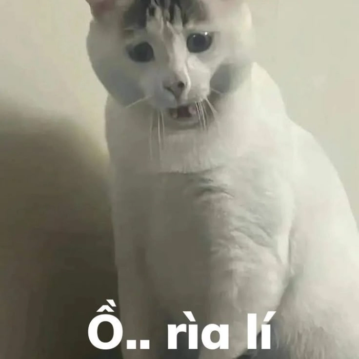 meme con mèo nghi ngờ