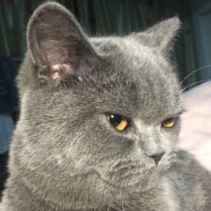 ảnh meme mèo nghi ngờ