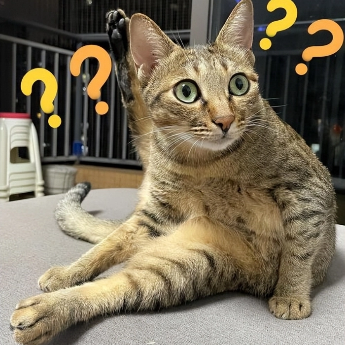 meme mèo nghi ngờ nhân sinh
