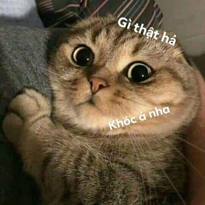 meme mèo nghi ngờ cuộc sống