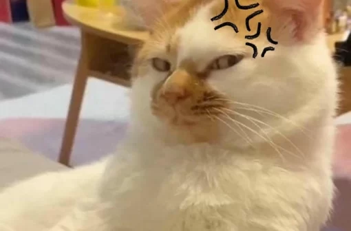 Cập nhật 146+ meme mèo quạo siêu hài không thể bỏ lỡ