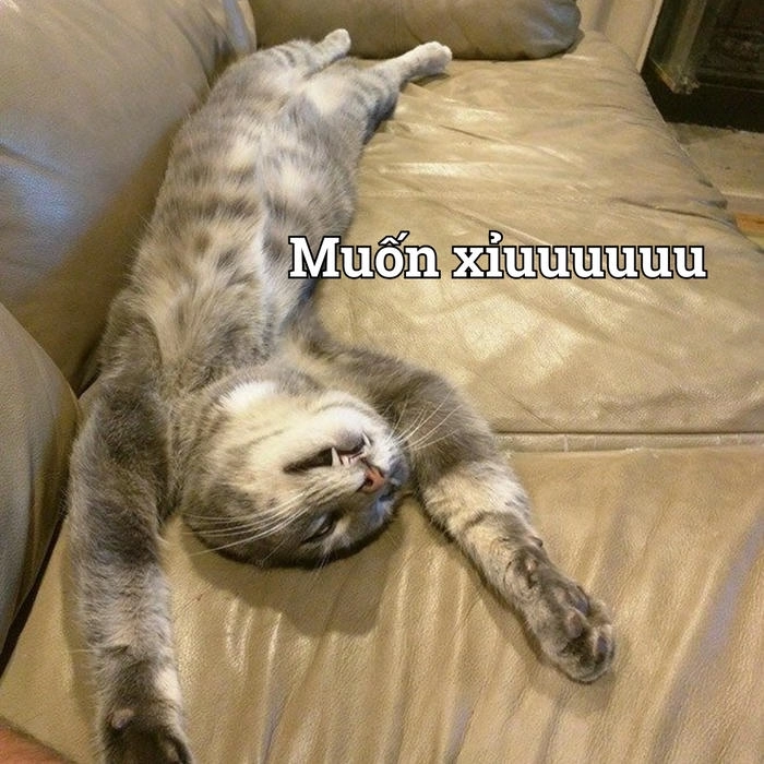 Ảnh chế con mèo xỉu cười