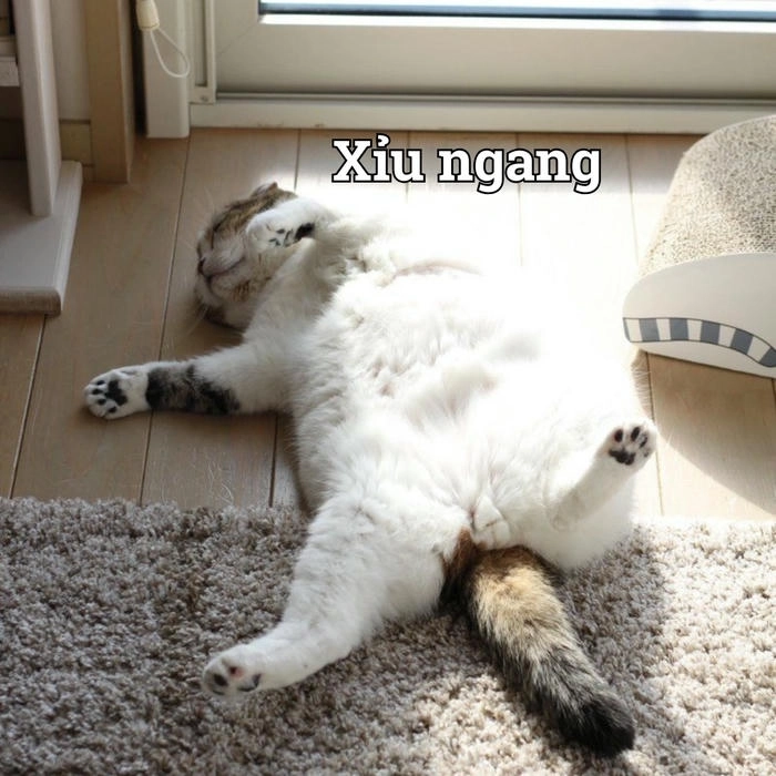 Ảnh chế meme mèo xỉu cute